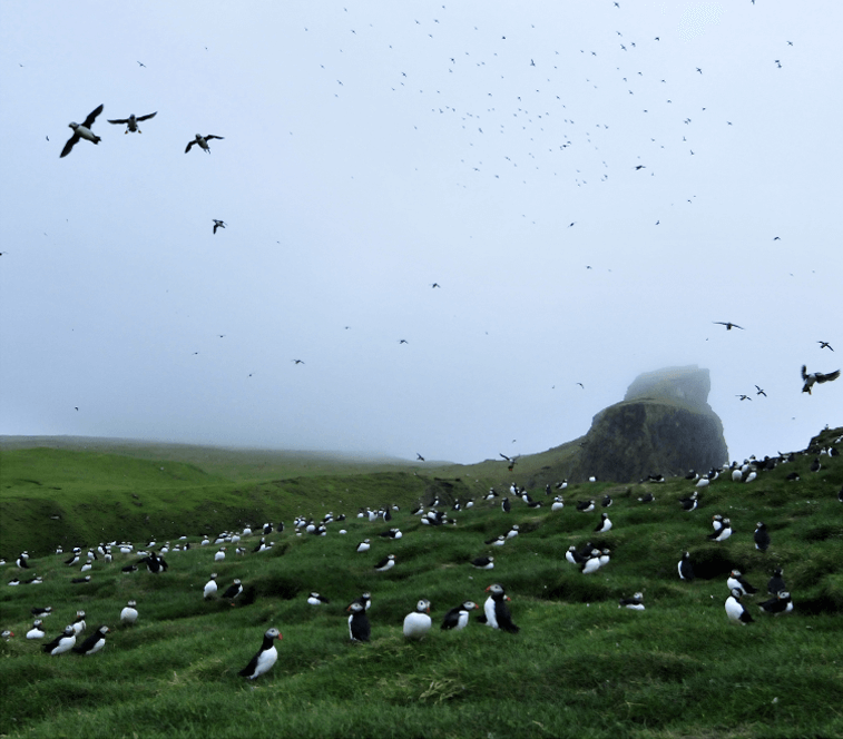 Birds-on-field-on-Faroe-Islands,-Credits--visit-faroe-islands