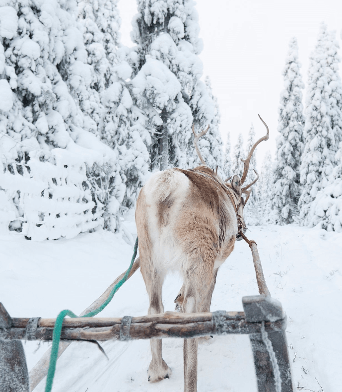 Lapland-Reindeer_credits-Vastavalo--Matti-Koutonen_Visit-Finland