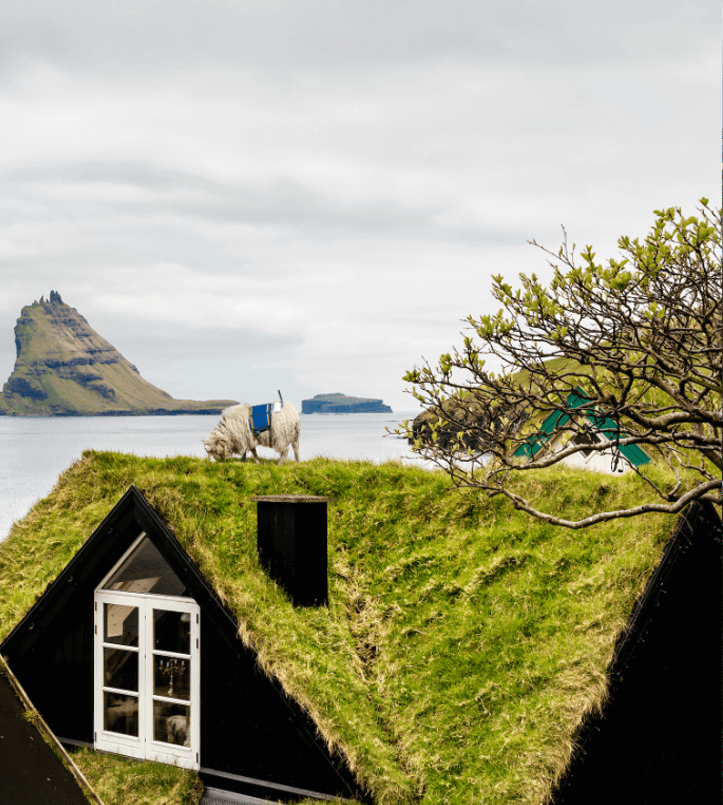 Sheep-on-roof,-Credits---Visit-Faroe-Islands